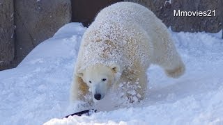 雪に飛び込むホッキョクグマ　ポロロとマルル~Polar Bears jump into the snow