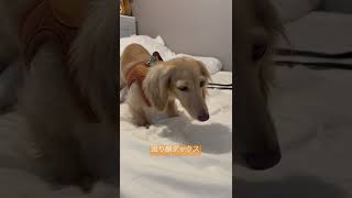 散歩前にめちゃくちゃ嫌そうな顔をする犬#ミニチュアダックスフンド #shorts