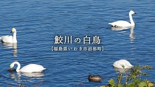 鮫川の白鳥【福島県いわき市沼部町】