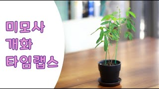 딱 하루 동안만 피는 꽃! 🌸 미모사(신경초) 개화 타입랩스! ⏱ - 도레미플랜트