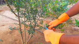 First time pomegranate plant cutting in garden | पहेली बार अनार के पौधे की कटींग |