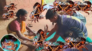 मुंबईला जाताना खेकडी कशी बांधावी? How to tie a crab while going to Mumbai? SAKURDE | #gav_majh_kokan