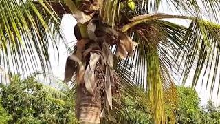 Coconut tree,nature,नारळ