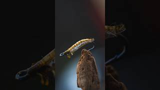 How to make a REALISTIC caddis LARVA! So good it should be BANNED! #flytying #flyfishing #asmr