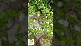 বেলী ফুলের গাছ😱😱😱😱❤️❤️#garden#gardening#viral#ytshorts#greengardener#flower#বেলি#jasmine