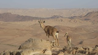 Mitzpe Ramon / Israel