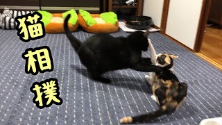 沖縄の大きい猫はツンデレ！小さい猫は大好きな兄猫に相撲の稽古をしてもらいました！Okinawa big cat \u0026 small cat morning sumo