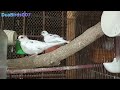 diamond pide dove exotic dove duabirds007