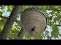 Brake cleaner vs hornet nest full video brutal results