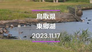 2023.11.17　【山陰鳥旅5日目】【東郷湖】【カルガモ】【ヒドリガモ】【スズガモ】【キンクロハジロ】【オオバン】