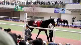 20110402　日経賞　パドック　1番トゥザグローリー