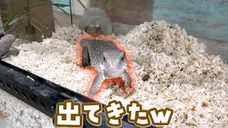 休眠していたサバンナモニターの浜ちゃんが・・・目覚めた！！！