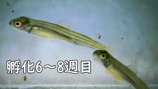 アマゴ孵化6～8週目【初めての餌やり】