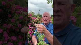 How to Propagate a Peggy Martin rose.