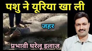 पशु ने यूरिया खा ली जहर हो गया Urea Poisoning in Cattle Treatment by Ramawat