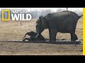 Watch as a Baby Elephant Gets a Helping Hand | Nat Geo Wild