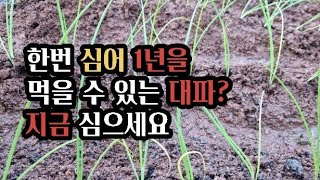 꽃이 피지 않고 목질화가 안되는 대파???                  지금 심으면 1년 보장!!! (2022.10.30)(#장열대파,#대파심는요령)