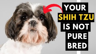 How to identify Your Shih Tzu Puppy is Pure Bred or Not