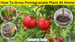 गमले में अनार का पौधा कैसे उगाएं | Thai Anar | Pomegranate Plant Care