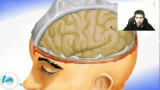 Brain Meninges - Pia and Arachnoid Mater