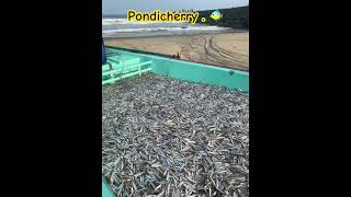 Fish hub at pondicherry #seafishing #pondicherry #fishharvesting #fish #travel #food