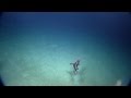 E/V Nautilus Video Bite: Graceful and Ghostly Dumbo Octopus - Mid-Cayman Rise 2013