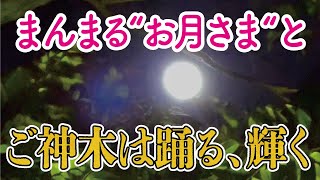 連結する二つの 大・椎の木 は、山頂から自給の森®︎を見守る「御神木」＠南伊豆・森林道楽® No 032