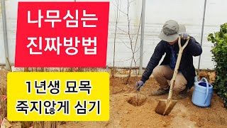 나무 심는방법 - 1년생 묘목 이렇게 꼭 심는다!