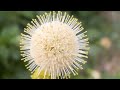 Plant of the Day - Buttonbush