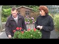 gardening tv how to make a geranium planter. wintering size and maintenance.