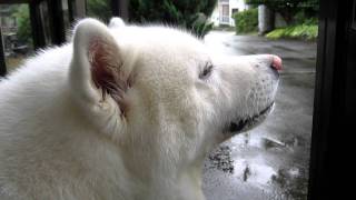 【秋田犬げんき】雨宿りの間にオヤツをいただきます【akita dog】