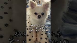 気がついたら自宅警備員に監視されていた😳#犬 #チワワ