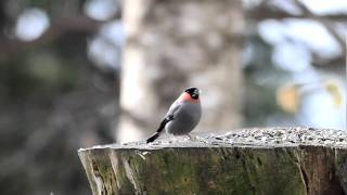 ♪鳥くんのI LOVE BIRD野鳥動画～餌台にやってきたウソ♂\