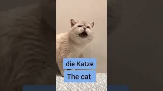 die Katze 🐈 the cat      #shorts