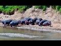 Something Sent the Hippos Back to the Water