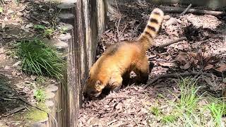 アカハナグマのヒカリくん　千葉市動物公園　2024年5月24日  IMG 3816