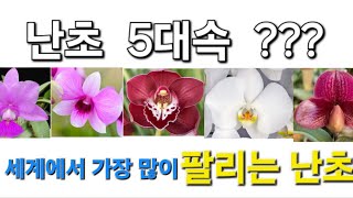 전 세계에서 가장 많이 팔리는 난초 ?                    난초 5대속 ~  난 팔아요