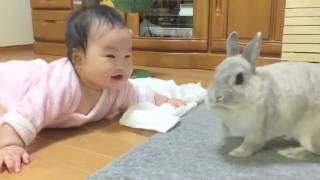 Meet the baby♡🐰ネザーランドドワーフのなかし 乳児との出会い