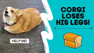 Corgi Loses his Legs