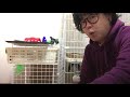 今後についてのお知らせ動画 【cute kitten】【cute cat】 【子猫保護】