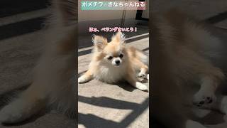 久しぶりにベランダに出た愛犬でしたが、、、】#shorts #ポメチワ #きなちゃんねる #小型犬 #smalldog #ミックス犬 #ベランダ