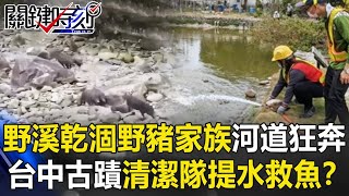 【台缺水危機】久旱不雨！野溪乾涸野豬家族河道上狂奔 台中古蹟清潔隊「提水救魚」！？【關鍵時刻】20210407-3 劉寶傑 姚惠珍