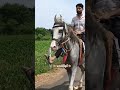 સોજી ઘોડી ની અસવારી તો સૌ કરે🐎 horselover horsepower kathiyawadihorse soji ghodi trending shorts