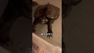 アンディ ちょいちょいだけじゃないよ #shorts #かめ #亀 #イシガメ #ニホンイシガメ #turtle #爬虫類