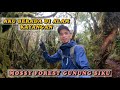 GUNUNG SIKU CAMERON HIGHLANDS & MOSSY FOREST hiking Malaysia