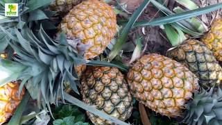 How to Grow a Pineapple - Pineapple Plant Business Ideas with Small Capital