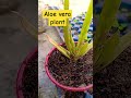 aloe vera plant do bar shorts plants garden agriculture nature gardening gardning reels like