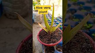 Aloe vera plant do bar#shorts #plants #garden #agriculture #nature #gardening #gardning #reels#like