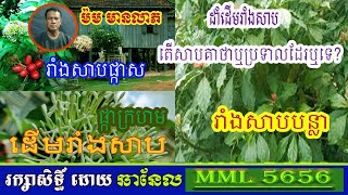 ដាំដើមរាំងសាបតើសាបគាថាឬប្រទាលផ្សេងៗដែរឬទេ?  /ម៉ម មានលាភ