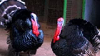 Turkey Farm  Mythree Garden  Palakkad  Kerala